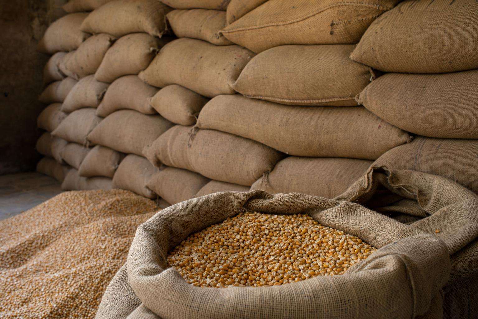 Dried corn and peanuts in burlap with moisture meter, no people