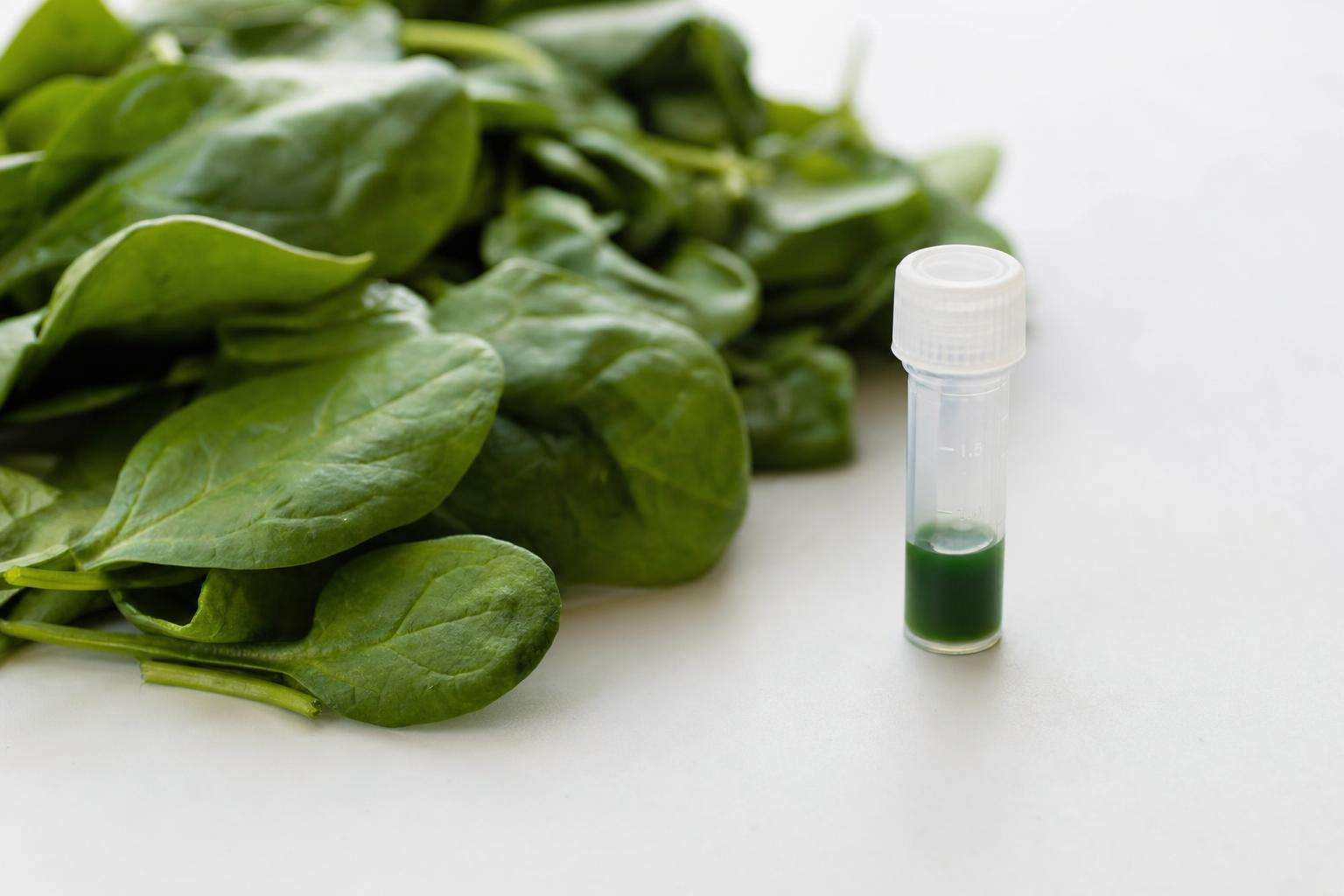 Spinach bunches across seasons illustrated with lab vial, no people