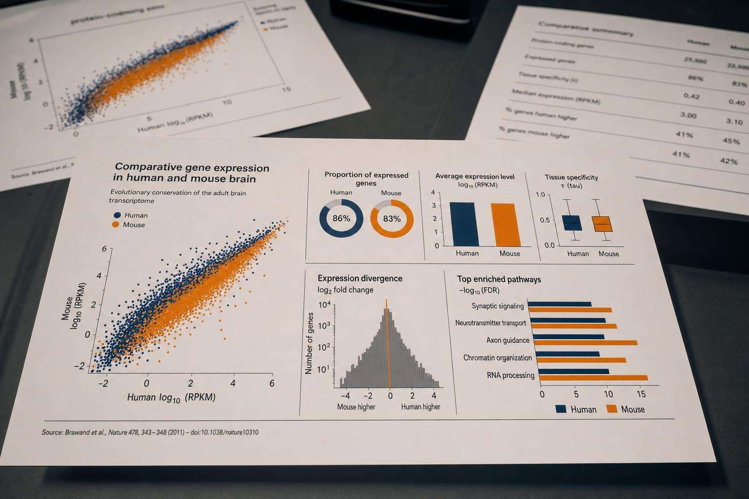 Lab mouse model icon and human glucose curve chart separated on desk, no people